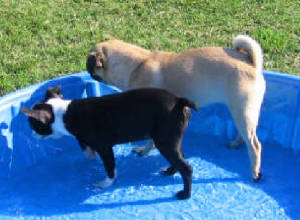 boston_and_pug_in_pool.jpg