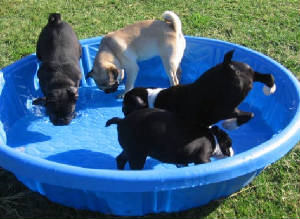 dogs_playing_in_pool.jpg