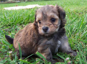 maltepoo_pup_little.jpg