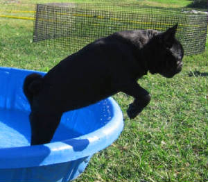 pugsley_jumping_out_of_pool.jpg